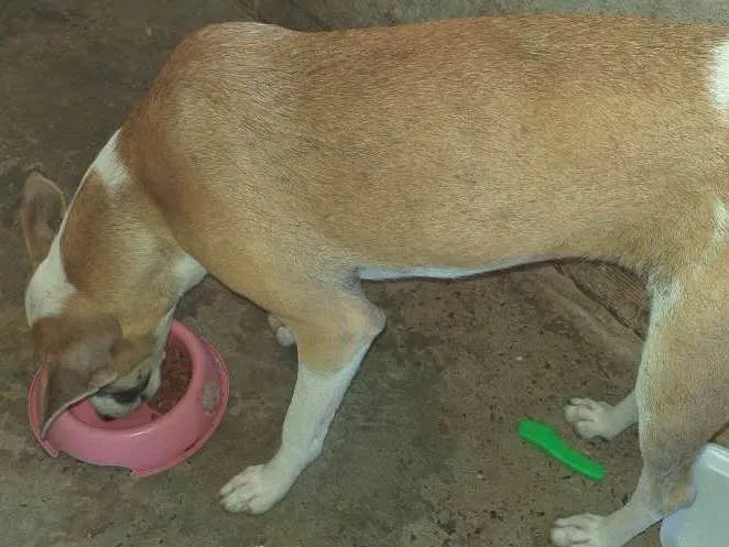 Cachorro ra a Viralata  idade 7 a 11 meses nome Liza 