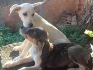 Cachorro raça Vira lata idade 2 a 6 meses nome Lilica e mily