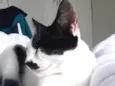 Honda e Nala