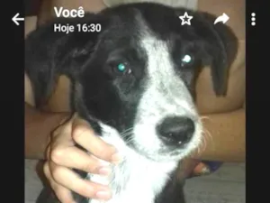 Cachorro raça Vira lata idade 2 a 6 meses nome Neguinho