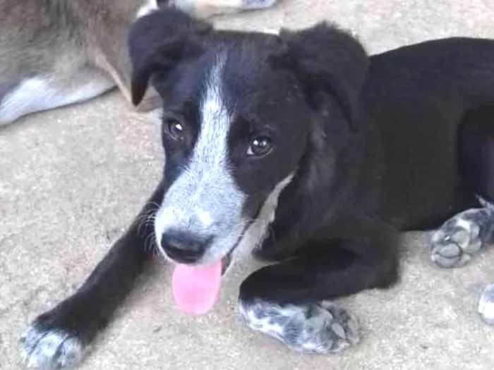 Cachorro ra a Vira lata idade 2 a 6 meses nome Neguinho