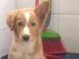 Nala