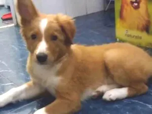 Cachorro raça SRD idade 2 a 6 meses nome Nala