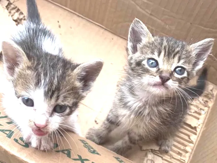 Gato ra a  idade Abaixo de 2 meses nome Sem nome