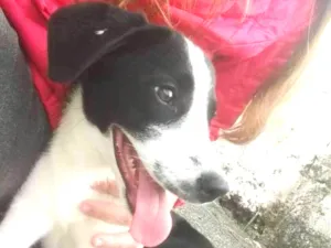 Cachorro raça Srd idade 2 a 6 meses nome Luna