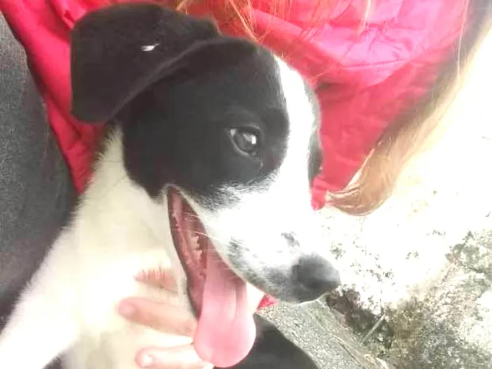 Cachorro ra a Srd idade 2 a 6 meses nome Luna