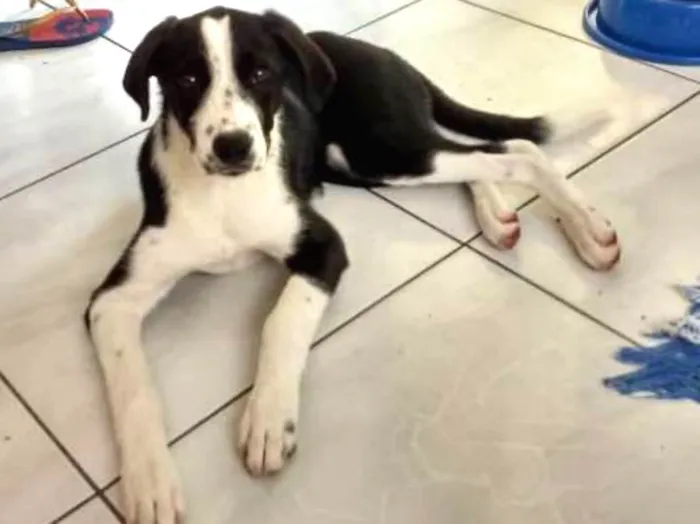 Cachorro ra a Srd idade 2 a 6 meses nome Luna