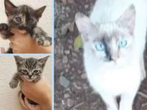 Gato raça SRD idade Abaixo de 2 meses nome Sardinha e seus filh