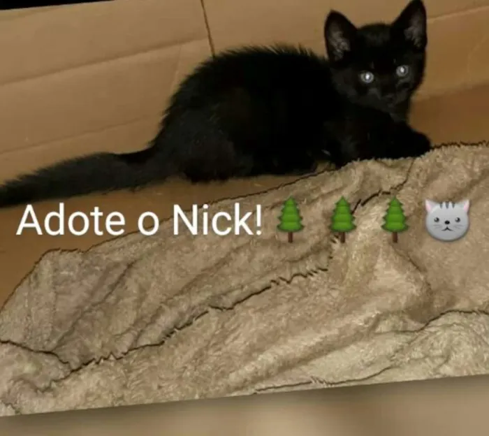 Gato ra a SRD idade 2 a 6 meses nome Nick