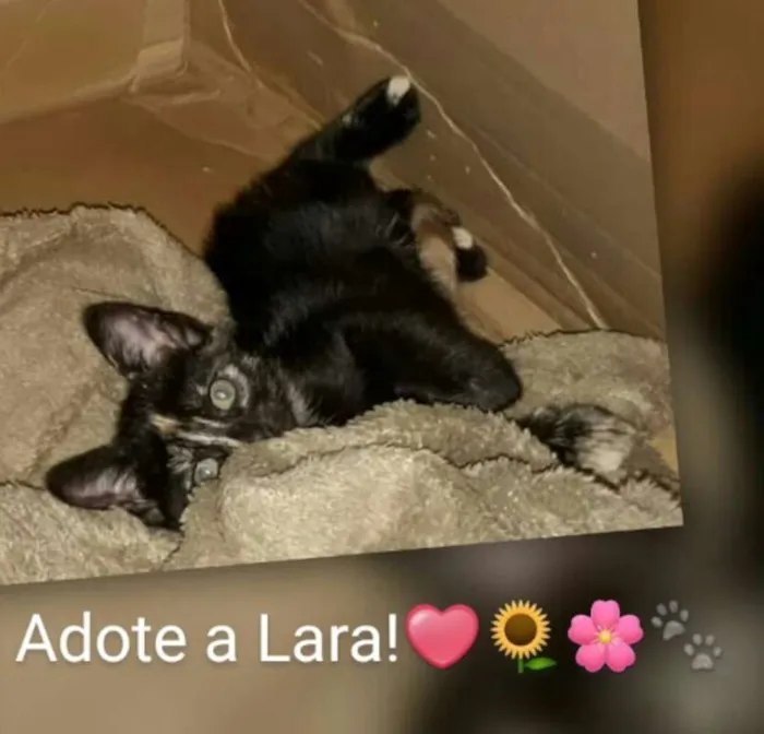 Gato ra a SRD idade 2 a 6 meses nome Lara