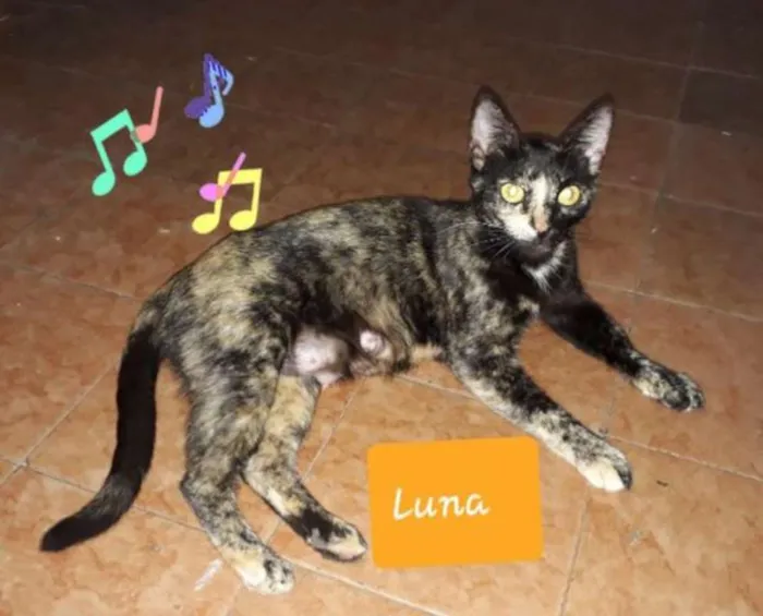 Gato ra a SRD idade 1 ano nome Luna