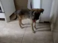 Biscoito