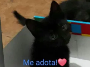 Gato raça SRD idade 2 a 6 meses nome Nick