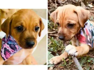 Cachorro raça SRD idade 2 a 6 meses nome Dudu