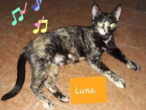 Gato raça SRD idade 1 ano nome Luna