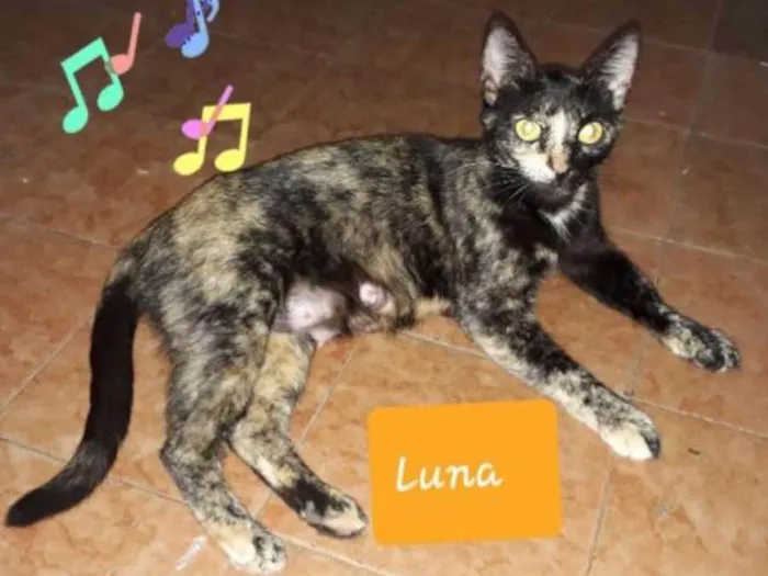 Gato ra a SRD idade 1 ano nome Luna