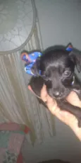 Bebezinho