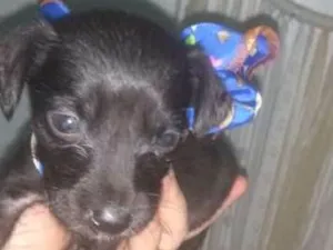 Cachorro raça viralatinha idade Abaixo de 2 meses nome Bebezinho