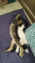 Mano e mana