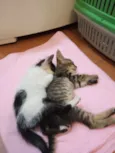 Mano e mana
