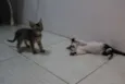 Mano e mana