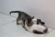 Mano e mana