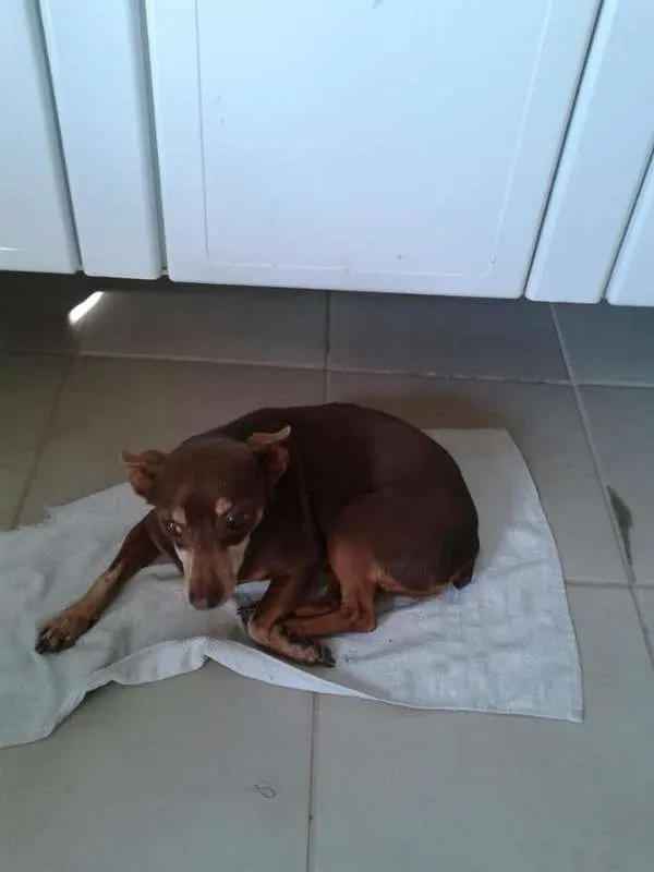 Cachorro ra a Pinscher idade 6 ou mais anos nome Dori