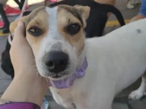 Cachorro raça  idade 1 ano nome Clotilde