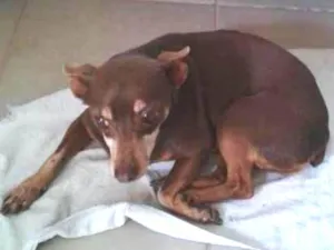 Cachorro raça Pinscher idade 6 ou mais anos nome Dori