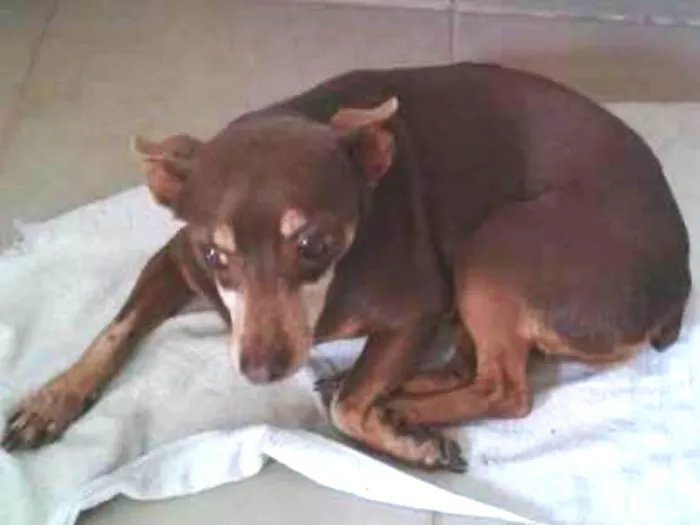 Cachorro ra a Pinscher idade 6 ou mais anos nome Dori