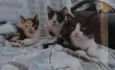 Gatos filhotes