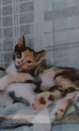 Gatos filhotes