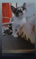 Gatos filhotes