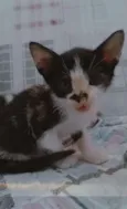 Gatos filhotes