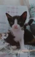 Gatos filhotes