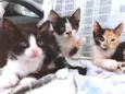 Gatos filhotes