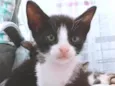 Gatos filhotes