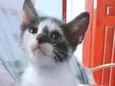 Gatos filhotes