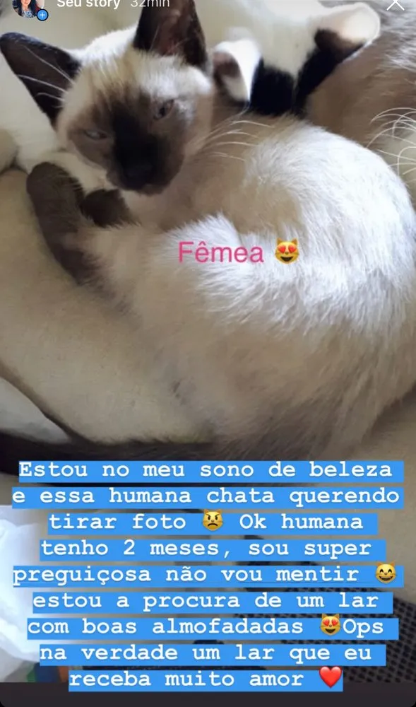 Gato ra a Indefinido idade 2 a 6 meses nome Sem nome 