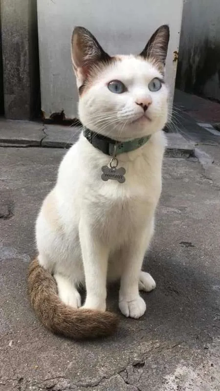 Gato ra a Sem  raça idade 1 ano nome Liu