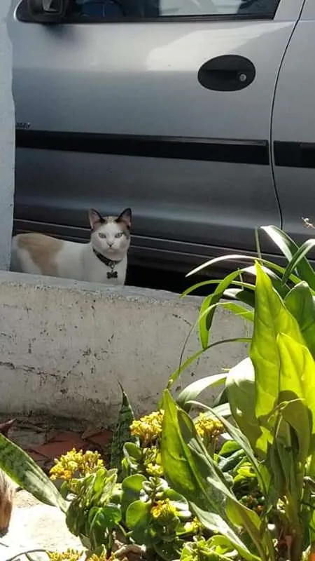 Gato ra a Sem  raça idade 1 ano nome Liu