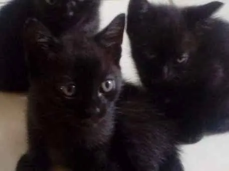 Gato raça  idade 2 a 6 meses nome Não tem