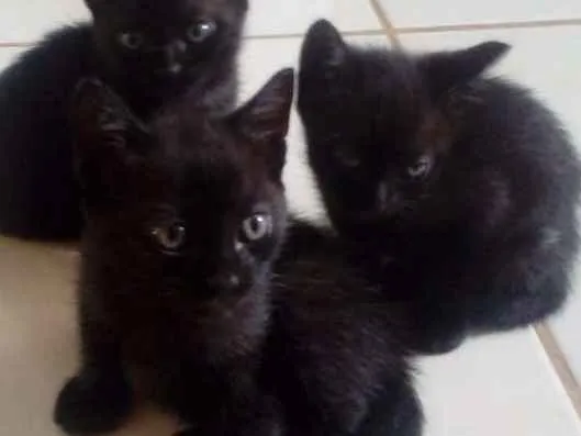 Gato raça  idade 2 a 6 meses nome Não tem