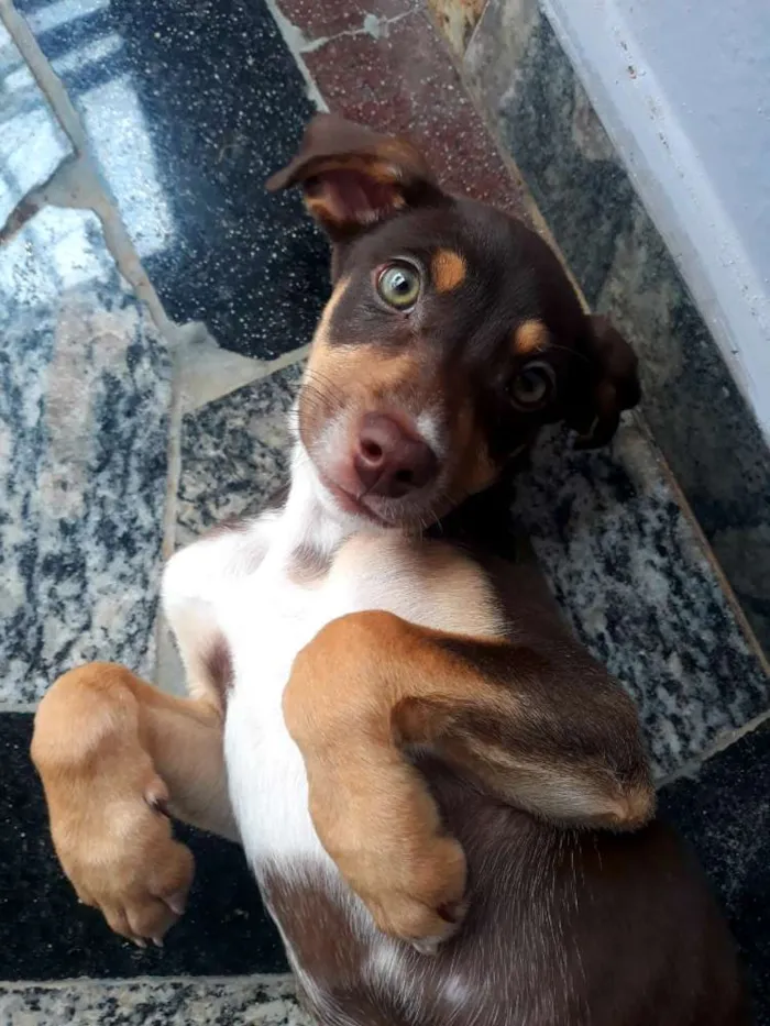 Cachorro ra a Srd idade 2 a 6 meses nome Mel