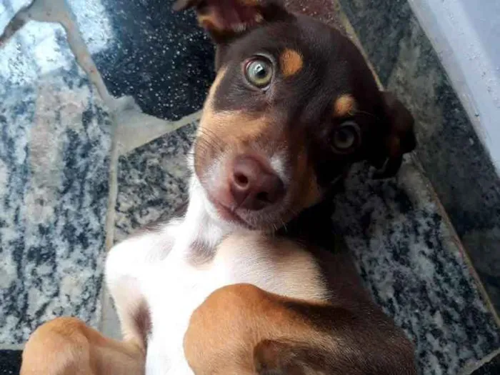 Cachorro ra a Srd idade 2 a 6 meses nome Mel