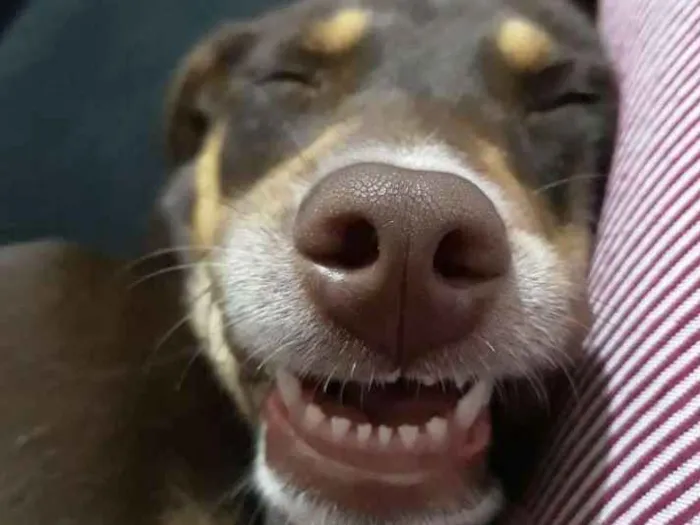 Cachorro ra a Srd idade 2 a 6 meses nome Mel