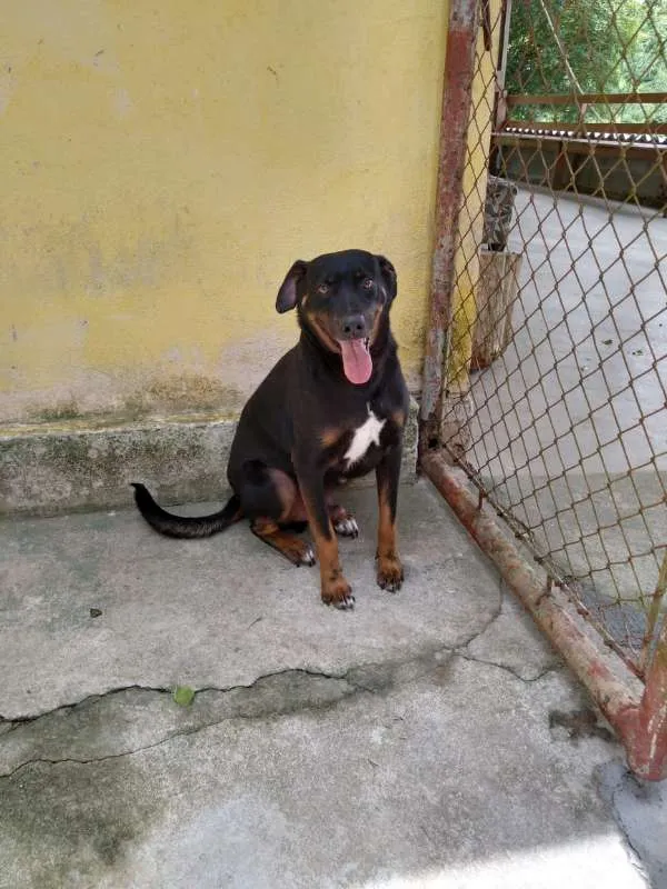 Cachorro ra a SRD idade 2 anos nome Zuza