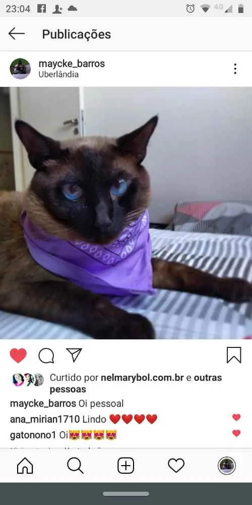 Gato raça Siames idade 1 ano nome Maycke
