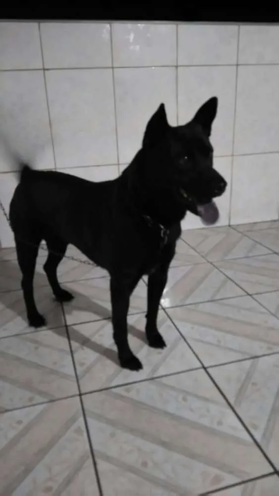 Cachorro ra a Sem raça definida  idade 1 ano nome Théo 