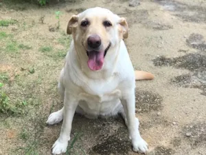 Cachorro raça Labrador idade 4 anos nome Bella